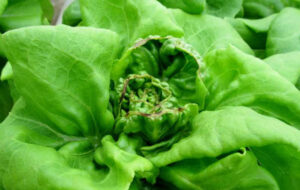 Symptoms of Common Nutrient Deficiencies inHydroponic Lettuce & How to ...