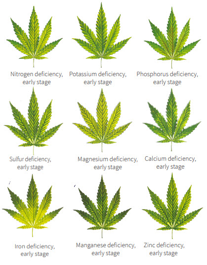 How to identify cannabis nutrient deficiencies at an early stage How to ...