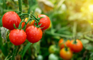 Hanging-Ripe-Red-Tomatoes-On-Green-Foliage
